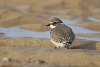 Ringed plover (Charadrius hiaticula) juvenile wading bird on a beach, England, United Kingdom
