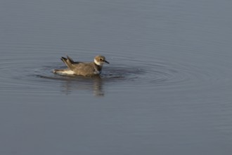 Little ringed plover (Charadrius dubius) adult wading bird bathing in water of a shallow coastal