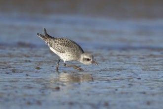 Grey plover (Pluvialis squatarola) adult wading bird in winter plumage on a beach, England, United