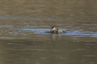 Northern lapwing (Vanellus vanellus) adult wading bird bathing in water of a shallow lagoon,