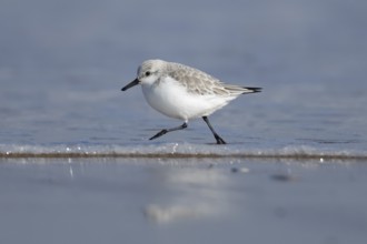 Sanderling (Calidris alba) adult wading bird in winter plumage running in the surf of the sea,
