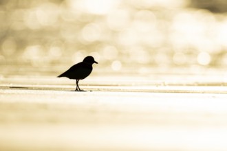 Ringed plover (Charadrius hiaticula) silhouette of an adult wading bird on a beach at sunset,