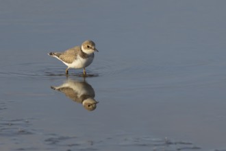 Little ringed plover (Charadrius dubius) adult wading bird in water of a shallow coastal lagoon,