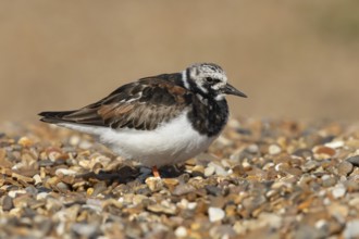 Ruddy turnstone (Arenaria interpres) adult wading bird in summer plumage on a shingle beach,