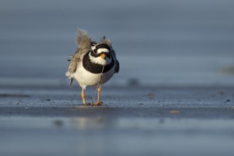 Ringed plover (Charadrius hiaticula) adult wading bird pulling a worm for food from a beach,