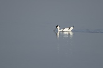 Pied avocet (Recurvirostra avosetta) adult wading bird feeding in water of a shallow lagoon,