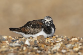 Ruddy turnstone (Arenaria interpres) adult wading bird in summer plumage sitting on a shingle
