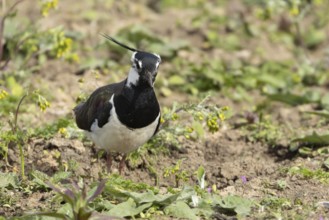 Northern lapwing (Vanellus vanellus) adult wading bird amongst vegetation, England, United Kingdom