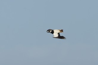 Northern lapwing (Vanellus vanellus) adult wading bird displaying in flight, England, United