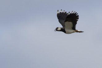 Northern lapwing (Vanellus vanellus) adult wading bird calling in flight, England, United Kingdom