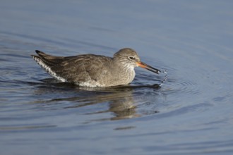 Common redshank (Tringa totanus) adult wading bird feeding in water of a shallow lagoon, England,