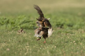 Red legged partridge (Alectoris rufa) two adult game birds fighting on grassland, England, United