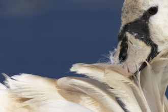 Mute swan (Cygnus olor) adult bird preening its feathers, England, United Kingdom