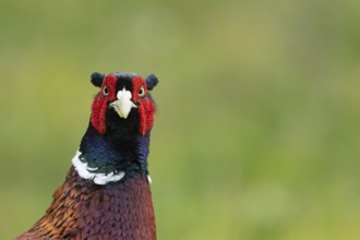 Common or Ringed pheasant (Phasianus colchicus) adult male game bird head portrait, England, United