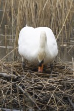 Mute swan (Cygnus olor) adult bird on its nest in the springtime, England, United Kingdom