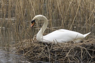 Mute swan (Cygnus olor) adult bird building its nest in the springtime, England, United Kingdom