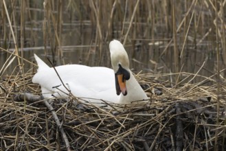Mute swan (Cygnus olor) adult bird on its nest in the springtime, England, United Kingdom