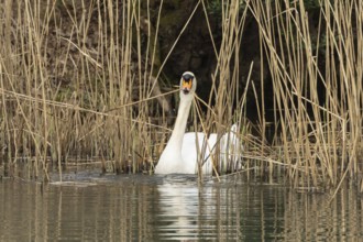 Mute swan (Cygnus olor) adult bird collecting reed stems to build its nest in the springtime,