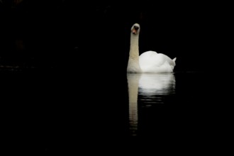 Mute swan (Cygnus olor) adult bird on the water surface of a lake, England, United Kingdom