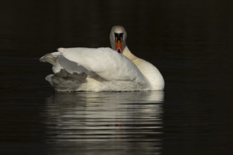 Mute swan (Cygnus olor) adult bird on a lake, England, United Kingdom