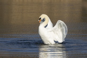 Mute swan (Cygnus olor) adult bird flapping its wings on the water surface of a lake, England,