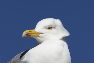 Herring gull (Larus argentatus) adult bird head portrait, England, United Kingdom