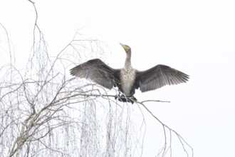 Great cormorant (Phalacrocorax carbo) adult bird drying its wings perched on a tree branch,