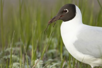 Black headed gull (Chroicocephalus ridibundus) adult bird collecting twigs for nesting material in