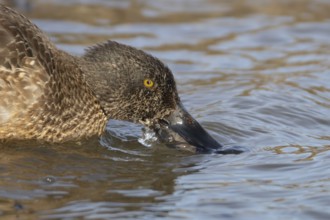 Northern shoveler duck (Anas clypeata) adult female bird feeding on the water surface of a lake,