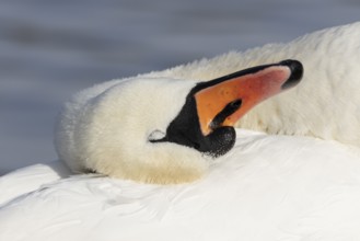 Mute swan (Cygnus olor) adult bird resting its head on its wing, England, United Kingdom