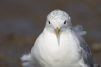 Common gull (Larus canus) adult bird in winter plumage head portrait, England, United Kingdom