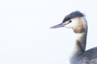 Great crested grebe (Podiceps cristatus) adult bird on water of a lake, England, United Kingdom