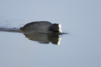 Eurasian coot (Fulica atra) adult bird on a lake, England, United Kingdom