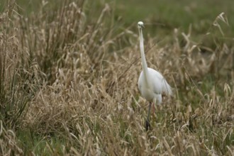 Great white egret (Ardea alba) adult bird in wetland grassland, England, United Kingdom