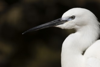 Little egret (Egretta garzetta) adult bird head portrait, England, United Kingdom