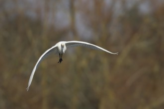 Great white egret (Ardea alba) adult bird flying, England, United Kingdom