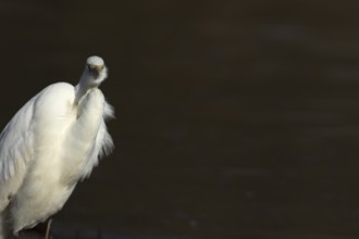 Great white egret (Ardea alba) adult bird portrait, England, United Kingdom