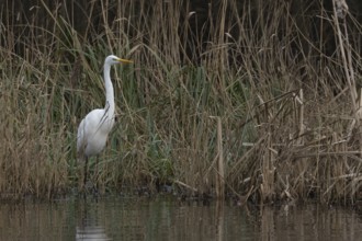 Great white egret (Ardea alba) adult bird in standing on the edge of a reedbed by a lake, England,