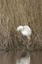 Great white egret (Ardea alba) adult bird in water on the edge of a reedbed with a frog for food in