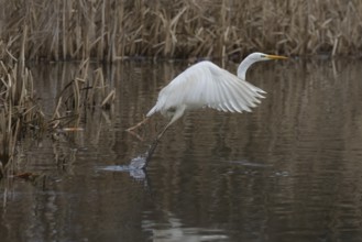 Great white egret (Ardea alba) adult bird taking off in flight over a lake, England, United Kingdom