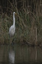 Great white egret (Ardea alba) adult bird in standing on the edge of a reedbed by a lake, England,