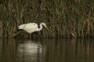 Great white egret (Ardea alba) adult bird in hunting on the edge of a reedbed by a lake, England,