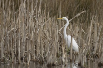 Great white egret (Ardea alba) adult bird in water on the edge of a reedbed, England, United