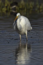 Great white egret (Ardea alba) adult bird in shallow water of a lake feeding on a Stickleback fish,