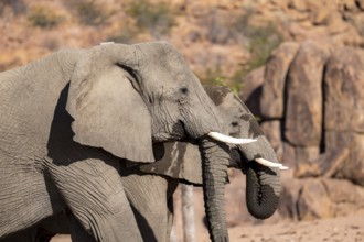 Two African elephants (Loxodonta africana), desert elephant, near the Hoanib River, Damaraland,
