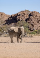 African elephant (Loxodonta africana), desert elephant, near the Ugab River, Damaraland, Kunene
