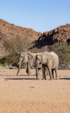 Two animals, African elephant (Loxodonta africana), desert elephant, near the Ugab River,