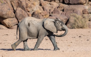 Juvenile African elephant (Loxodonta africana), desert elephant, near the Hoanib River, Damaraland,