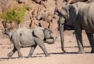 Juvenile and adult African elephant (Loxodonta africana), desert elephant, near the Hoanib River,