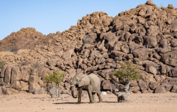 African elephant (Loxodonta africana), desert elephant, near the Hoanib River, Damaraland, Kunene